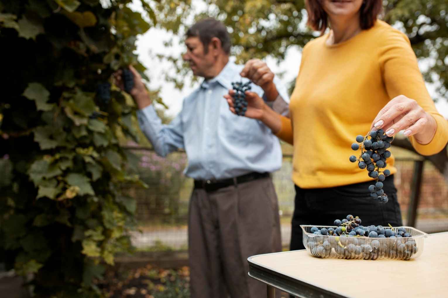 Qué Ver y Hacer en Jumilla (Murcia): La Guía Completa para Descubrir la Tierra del Vino