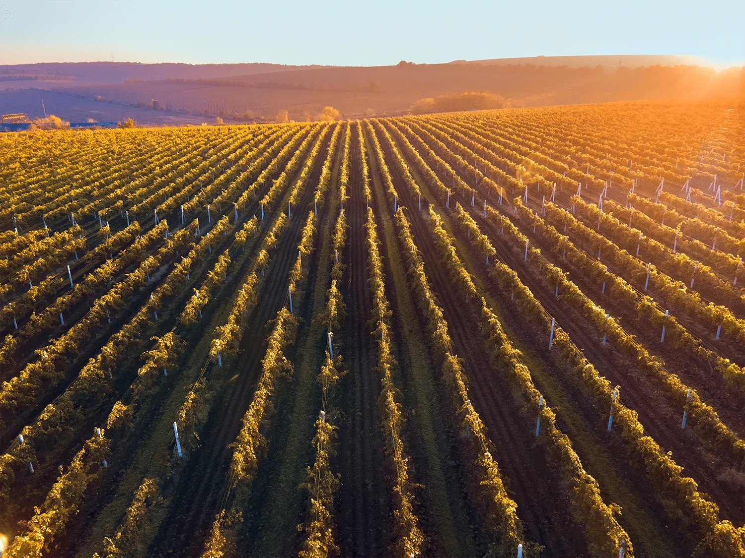 Viñedo de Bodegas Delampa en Jumilla